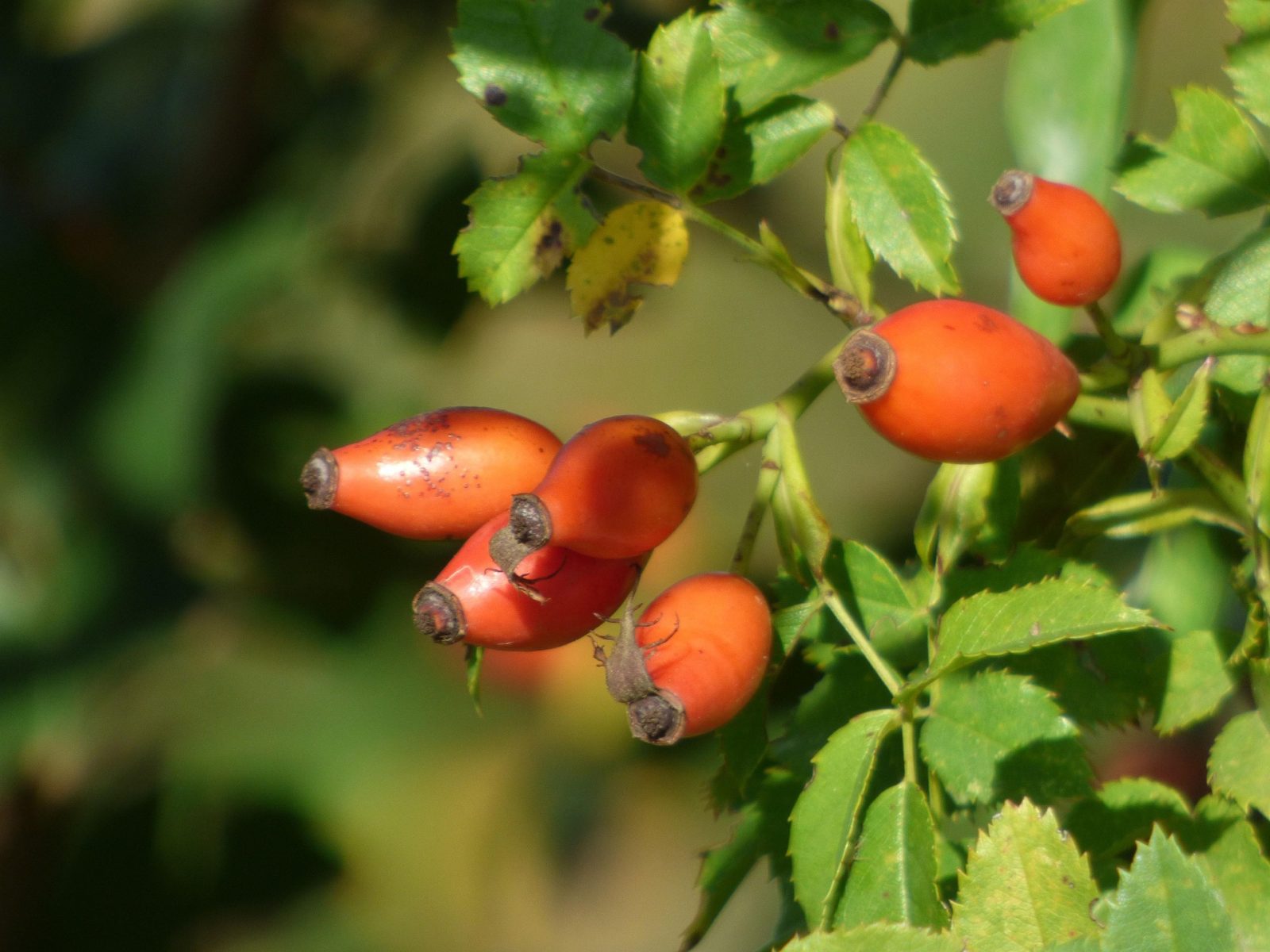 églantine fruit en E