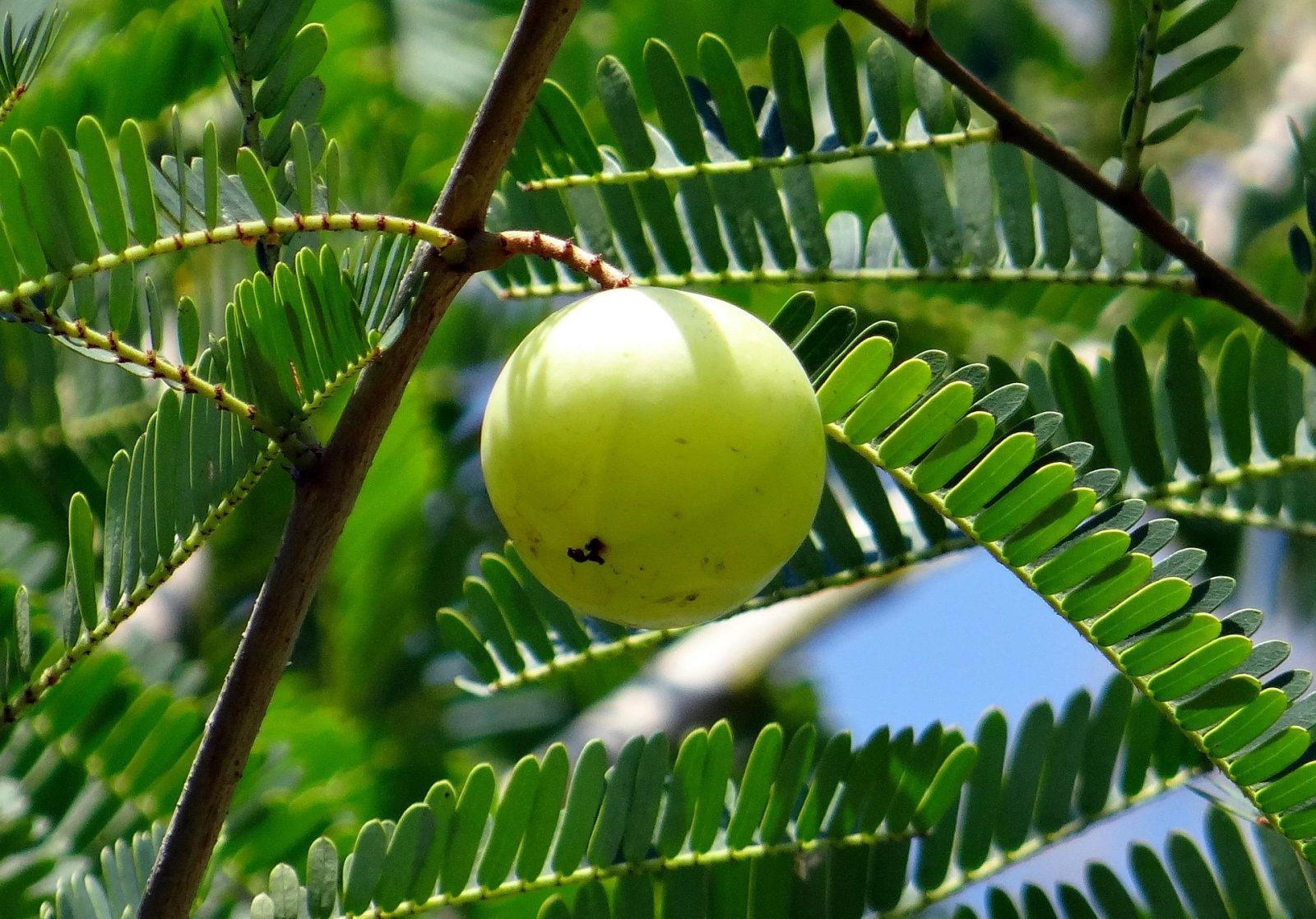 emblic fruit en E