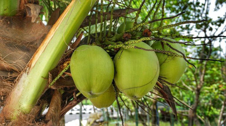 Découvrez la liste des fruits en E